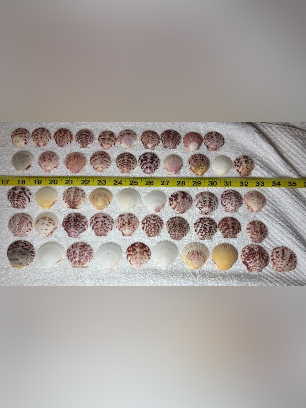 50 Sanibel Island Scallop Shells! Assorted
Shell Collection in multi colors.
